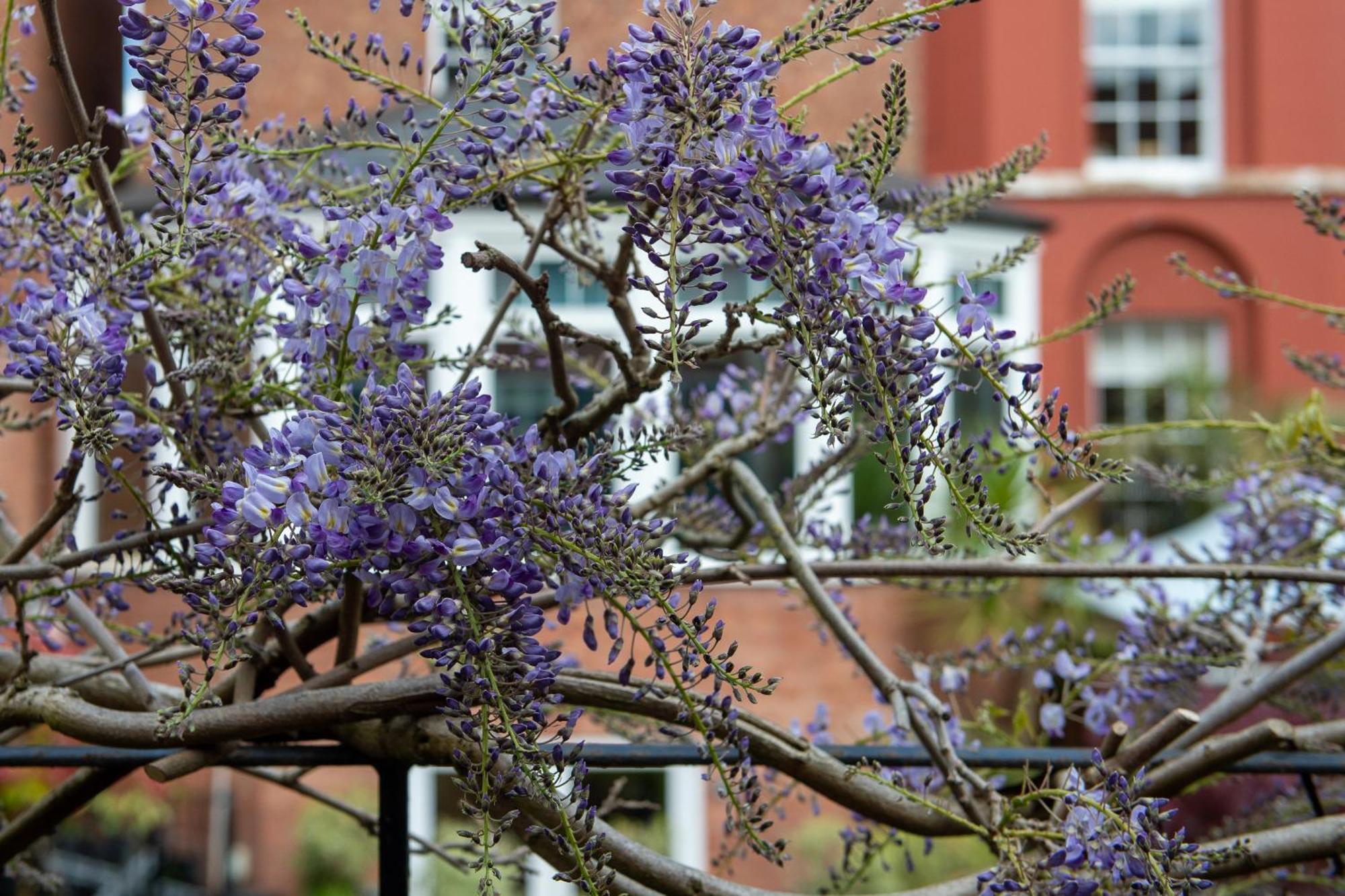 Darwin'S Townhouse Bed and Breakfast Shrewsbury Buitenkant foto Wisteria sinensis
